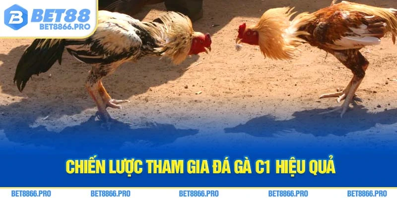 Chiến lược tham gia đá gà C1 hiệu quả