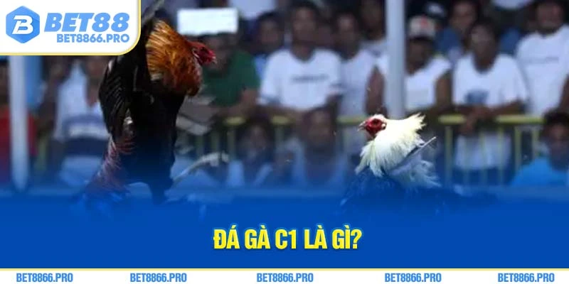 Đá gà C1 là gì