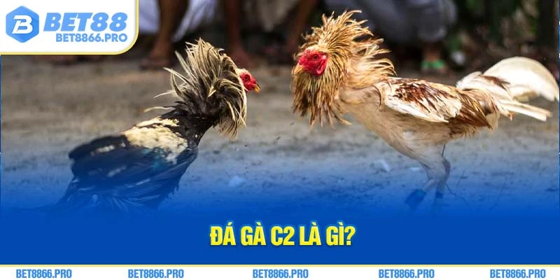 Đá gà C2 là gì