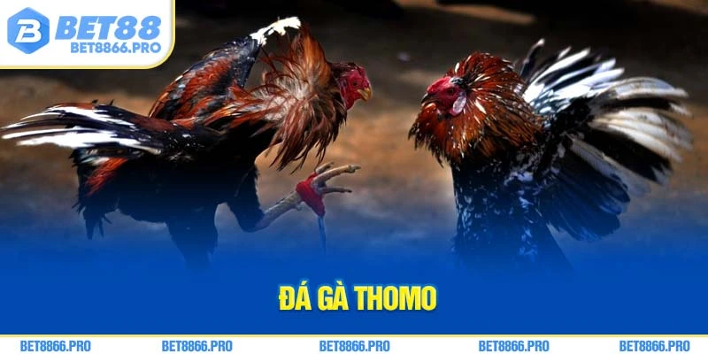 Giới thiệu về đá gà thomo
