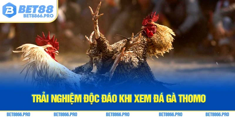 Trải nghiệm độc đáo khi xem đá gà thomo